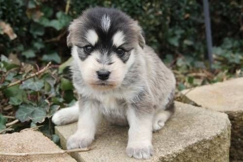 Siberian Husky Poodle Mix Puppy Pictures